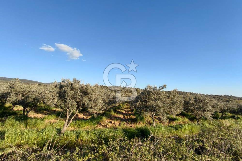 Zeytindağ’da Bakımlı, Üretime Hazır Zeytinlik | Sondajlı, Ulaşımı Kolay