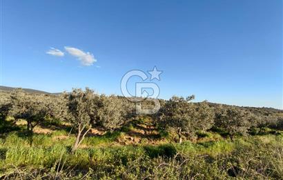 Zeytindağ’da Bakımlı, Üretime Hazır Zeytinlik | Sondajlı, Ulaşımı Kolay