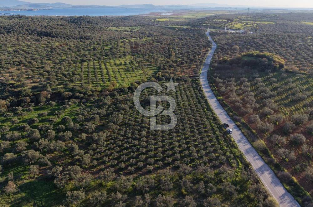 Zeytindağ’da Bakımlı, Üretime Hazır Zeytinlik | Sondajlı, Ulaşımı Kolay