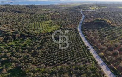 Zeytindağ’da Bakımlı, Üretime Hazır Zeytinlik | Sondajlı, Ulaşımı Kolay