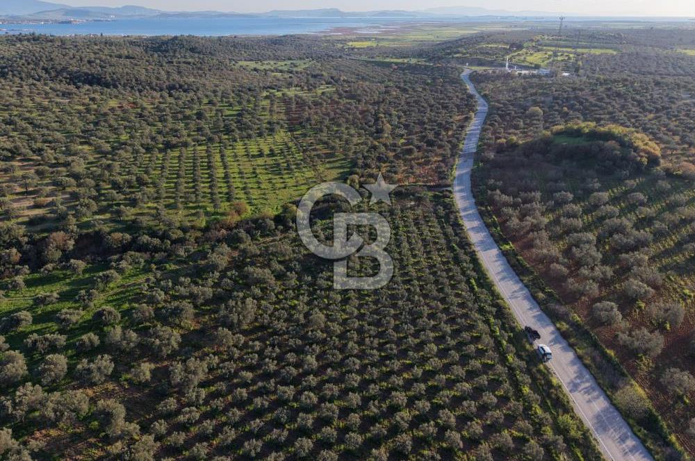 Zeytindağ’da Bakımlı, Üretime Hazır Zeytinlik | Sondajlı, Ulaşımı Kolay