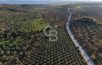 Zeytindağ’da Bakımlı, Üretime Hazır Zeytinlik | Sondajlı, Ulaşımı Kolay