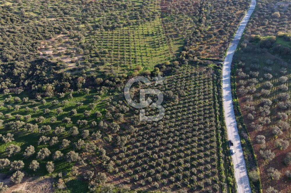 Zeytindağ’da Bakımlı, Üretime Hazır Zeytinlik | Sondajlı, Ulaşımı Kolay