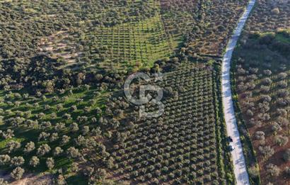 Zeytindağ’da Bakımlı, Üretime Hazır Zeytinlik | Sondajlı, Ulaşımı Kolay