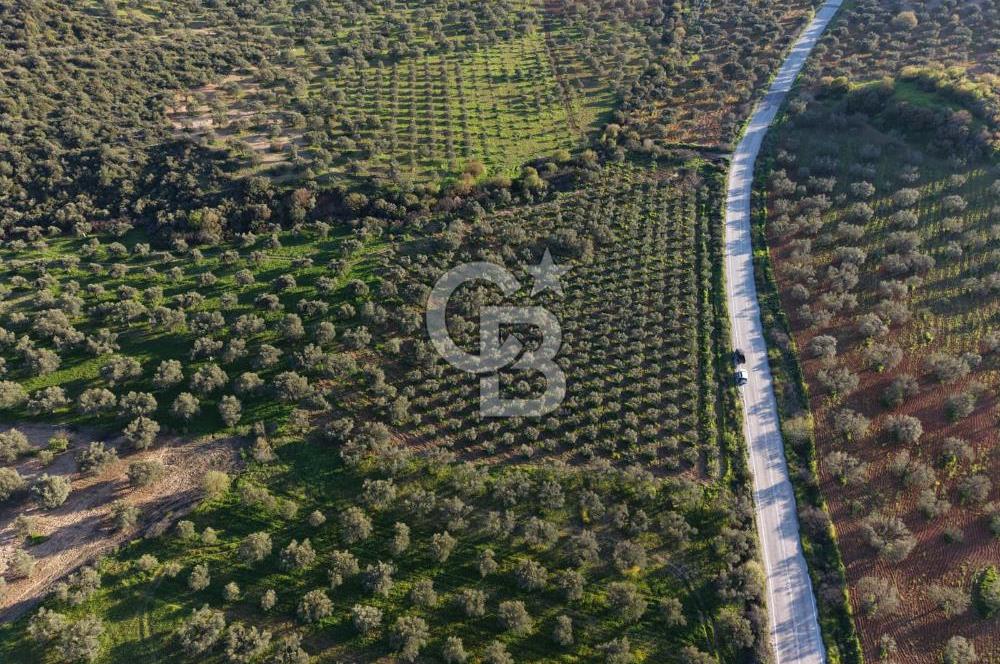 Zeytindağ’da Bakımlı, Üretime Hazır Zeytinlik | Sondajlı, Ulaşımı Kolay