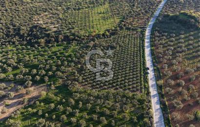 Zeytindağ’da Bakımlı, Üretime Hazır Zeytinlik | Sondajlı, Ulaşımı Kolay