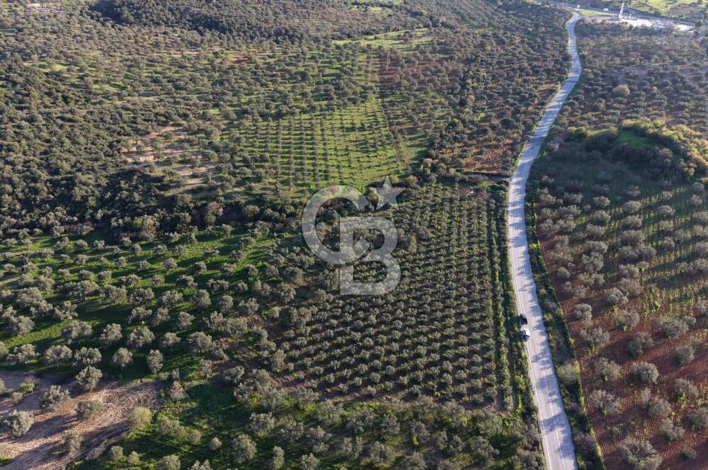 Zeytindağ’da Bakımlı, Üretime Hazır Zeytinlik | Sondajlı, Ulaşımı Kolay