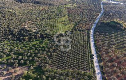 Zeytindağ’da Bakımlı, Üretime Hazır Zeytinlik | Sondajlı, Ulaşımı Kolay