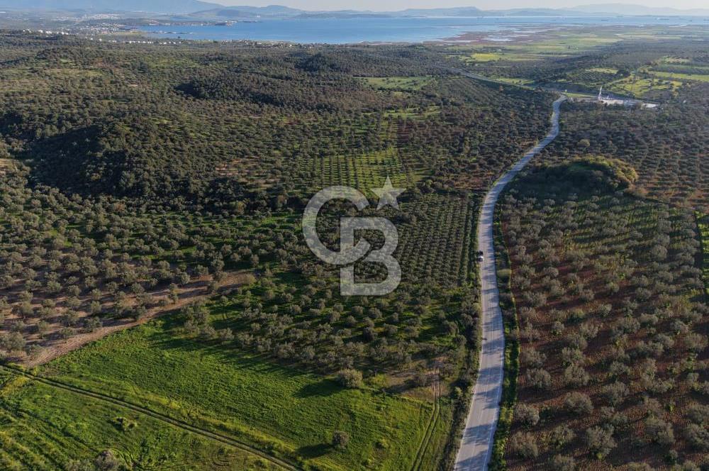 Zeytindağ’da Bakımlı, Üretime Hazır Zeytinlik | Sondajlı, Ulaşımı Kolay