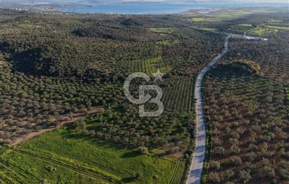 Zeytindağ’da Bakımlı, Üretime Hazır Zeytinlik | Sondajlı, Ulaşımı Kolay