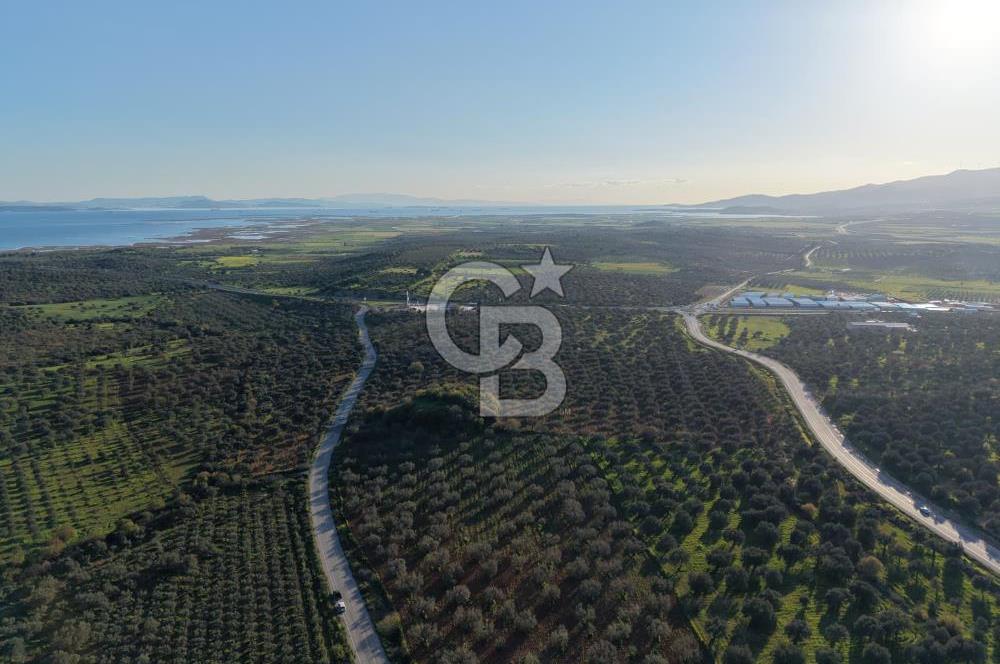 Zeytindağ’da Bakımlı, Üretime Hazır Zeytinlik | Sondajlı, Ulaşımı Kolay