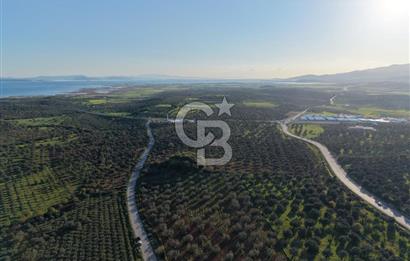 Zeytindağ’da Bakımlı, Üretime Hazır Zeytinlik | Sondajlı, Ulaşımı Kolay