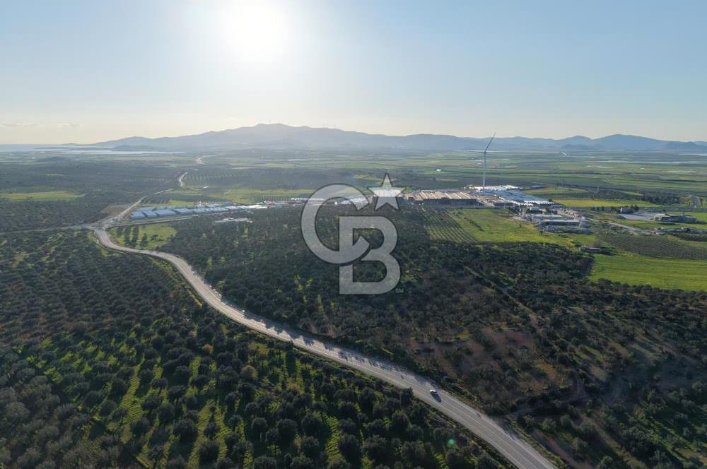 Zeytindağ’da Bakımlı, Üretime Hazır Zeytinlik | Sondajlı, Ulaşımı Kolay