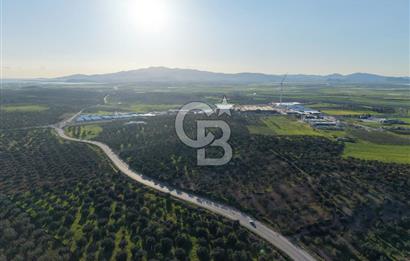 Zeytindağ’da Bakımlı, Üretime Hazır Zeytinlik | Sondajlı, Ulaşımı Kolay