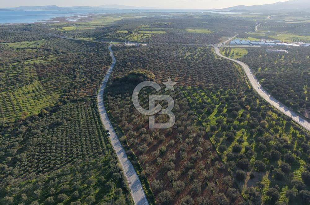 Zeytindağ’da Bakımlı, Üretime Hazır Zeytinlik | Sondajlı, Ulaşımı Kolay