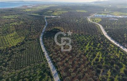Zeytindağ’da Bakımlı, Üretime Hazır Zeytinlik | Sondajlı, Ulaşımı Kolay