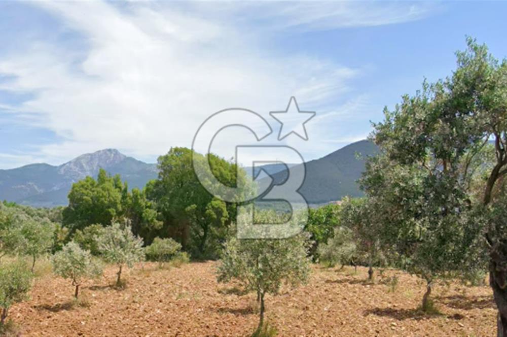 Torbalı Dağkızılca Satılık  Yatırım Ve Çiftlik İçin Uygun Doğa Manzaralı Zeytinlik