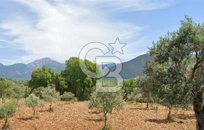 Torbalı Dağkızılca Satılık  Yatırım Ve Çiftlik İçin Uygun Doğa Manzaralı Zeytinlik