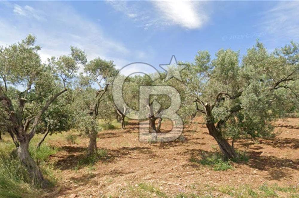 Torbalı Dağkızılca Satılık  Yatırım Ve Çiftlik İçin Uygun Doğa Manzaralı Zeytinlik
