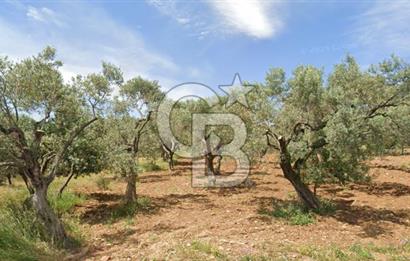Torbalı Dağkızılca Satılık  Yatırım Ve Çiftlik İçin Uygun Doğa Manzaralı Zeytinlik
