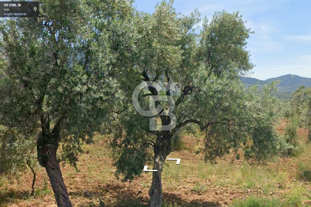 Torbalı Dağkızılca Satılık  Yatırım Ve Çiftlik İçin Uygun Doğa Manzaralı Zeytinlik