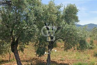 Torbalı Dağkızılca Satılık  Yatırım Ve Çiftlik İçin Uygun Doğa Manzaralı Zeytinlik - 4 - 344062