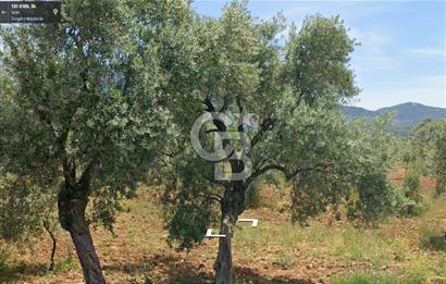 Torbalı Dağkızılca Satılık  Yatırım Ve Çiftlik İçin Uygun Doğa Manzaralı Zeytinlik