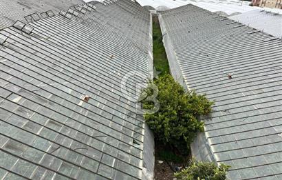 Antalya Kumluca Satılık Üretim Çiftliği 42.500.000 TL