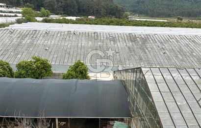 Antalya Kumluca Satılık Üretim Çiftliği 42.500.000 TL