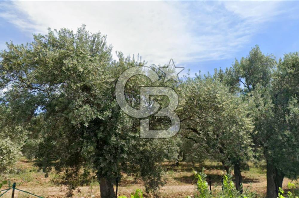 Torbalı Dağkızılca Satılık  Yatırım Ve Çiftlik İçin Uygun Doğa Manzaralı Zeytinlik