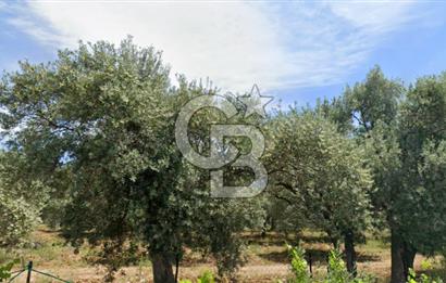 Torbalı Dağkızılca Satılık  Yatırım Ve Çiftlik İçin Uygun Doğa Manzaralı Zeytinlik