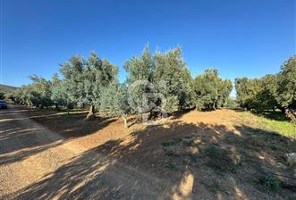 İznik Dırazali'de Stratejik Konumlu Satılık Tarla  - 1 - 344105