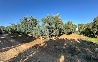 İznik Dırazali'de Stratejik Konumlu Satılık Tarla 