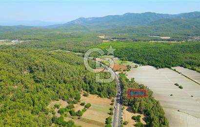 Muğla Ula Sarayyanı'nda Satılık Yatırımlık Tarla