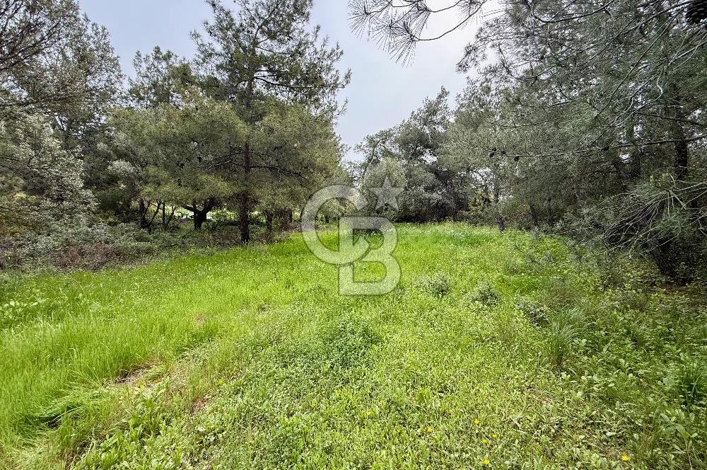 FOÇA YENİKÖY'DE DOĞA İLE İÇ İÇE SATILIK TARLA