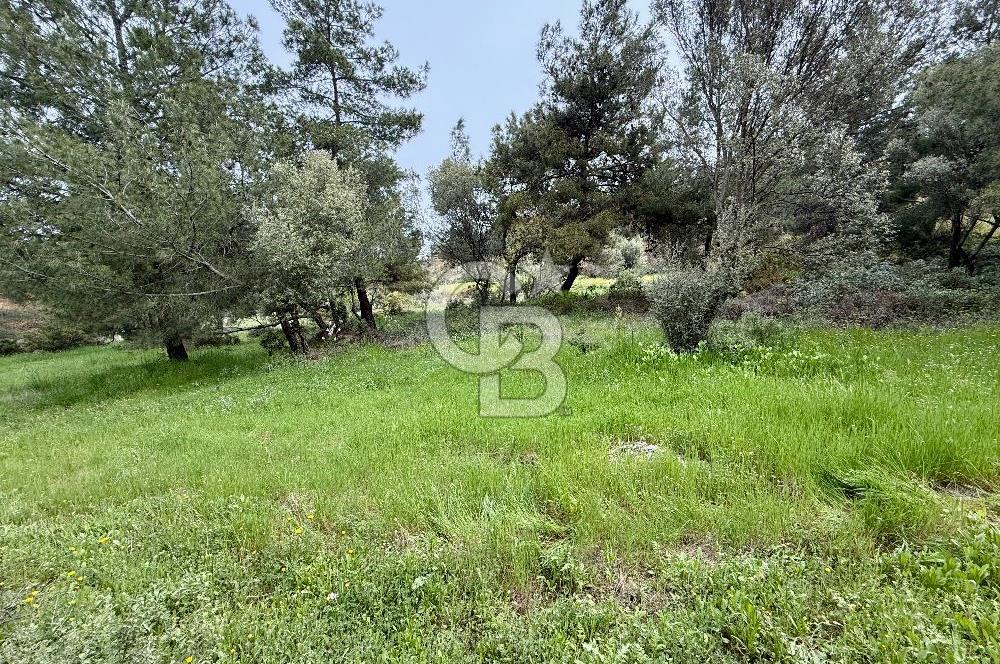 FOÇA YENİKÖY'DE DOĞA İLE İÇ İÇE SATILIK TARLA