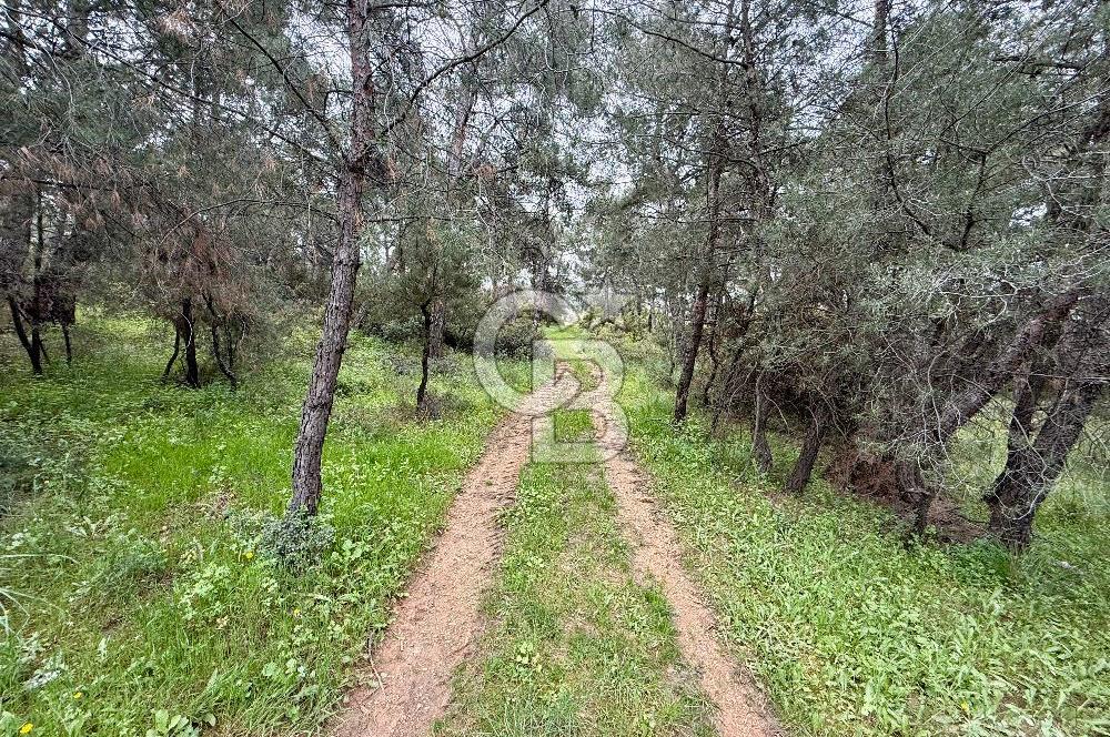 FOÇA YENİKÖY'DE DOĞA İLE İÇ İÇE SATILIK TARLA