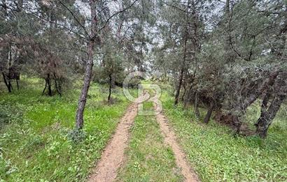 FOÇA YENİKÖY'DE DOĞA İLE İÇ İÇE SATILIK TARLA
