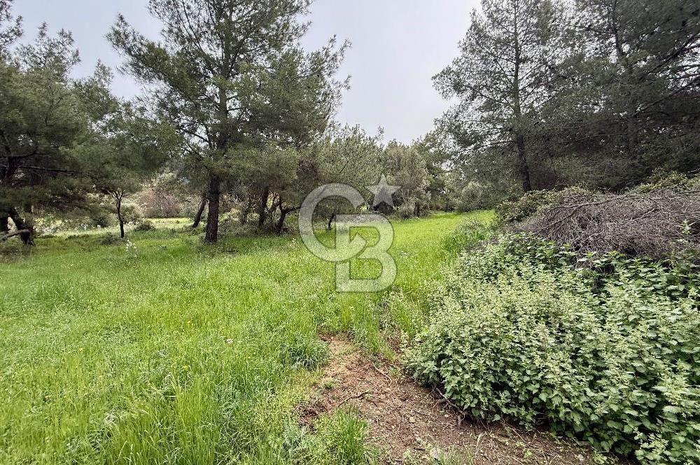 FOÇA YENİKÖY'DE DOĞA İLE İÇ İÇE SATILIK TARLA