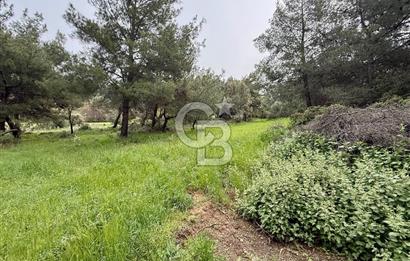 FOÇA YENİKÖY'DE DOĞA İLE İÇ İÇE SATILIK TARLA