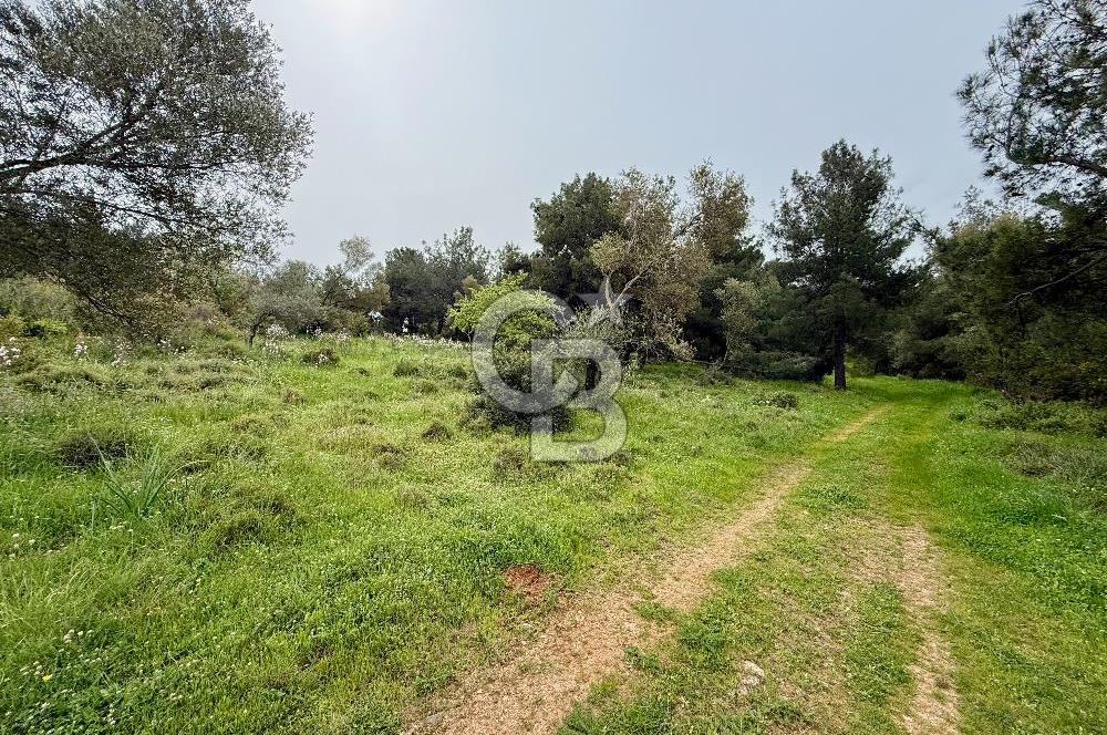 FOÇA YENİKÖY'DE DOĞA İLE İÇ İÇE SATILIK TARLA