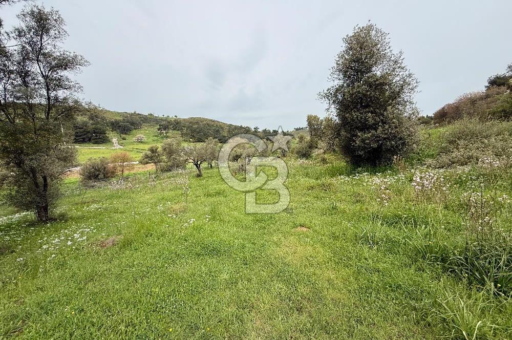 FOÇA YENİKÖY'DE DOĞA İLE İÇ İÇE SATILIK TARLA