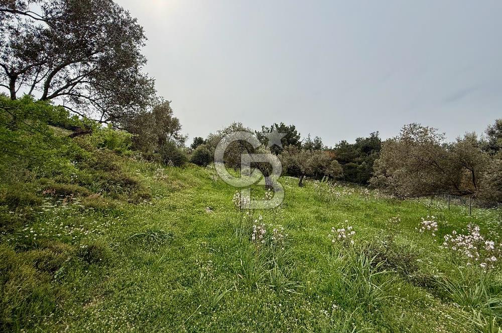 FOÇA YENİKÖY'DE DOĞA İLE İÇ İÇE SATILIK TARLA