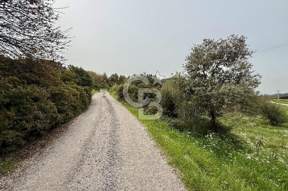 FOÇA YENİKÖY'DE DOĞA İLE İÇ İÇE SATILIK TARLA