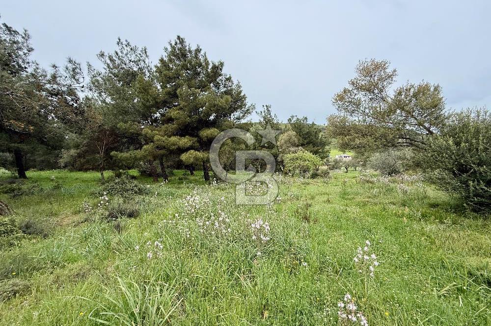 FOÇA YENİKÖY'DE DOĞA İLE İÇ İÇE SATILIK TARLA