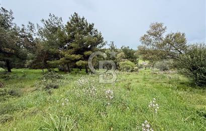 FOÇA YENİKÖY'DE DOĞA İLE İÇ İÇE SATILIK TARLA