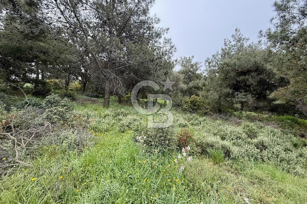 FOÇA YENİKÖY'DE DOĞA İLE İÇ İÇE SATILIK TARLA