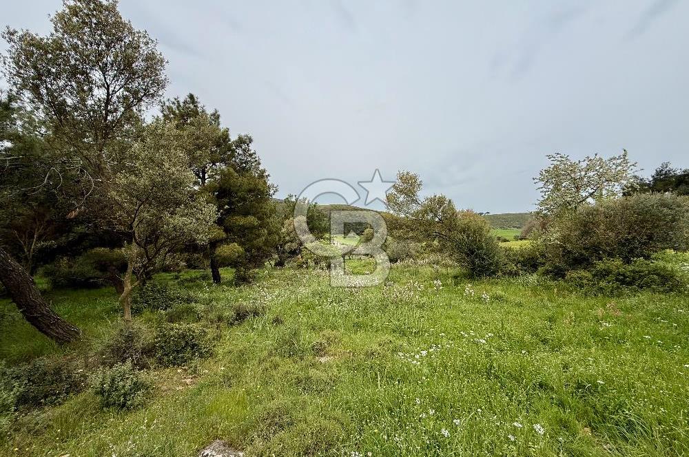 FOÇA YENİKÖY'DE DOĞA İLE İÇ İÇE SATILIK TARLA