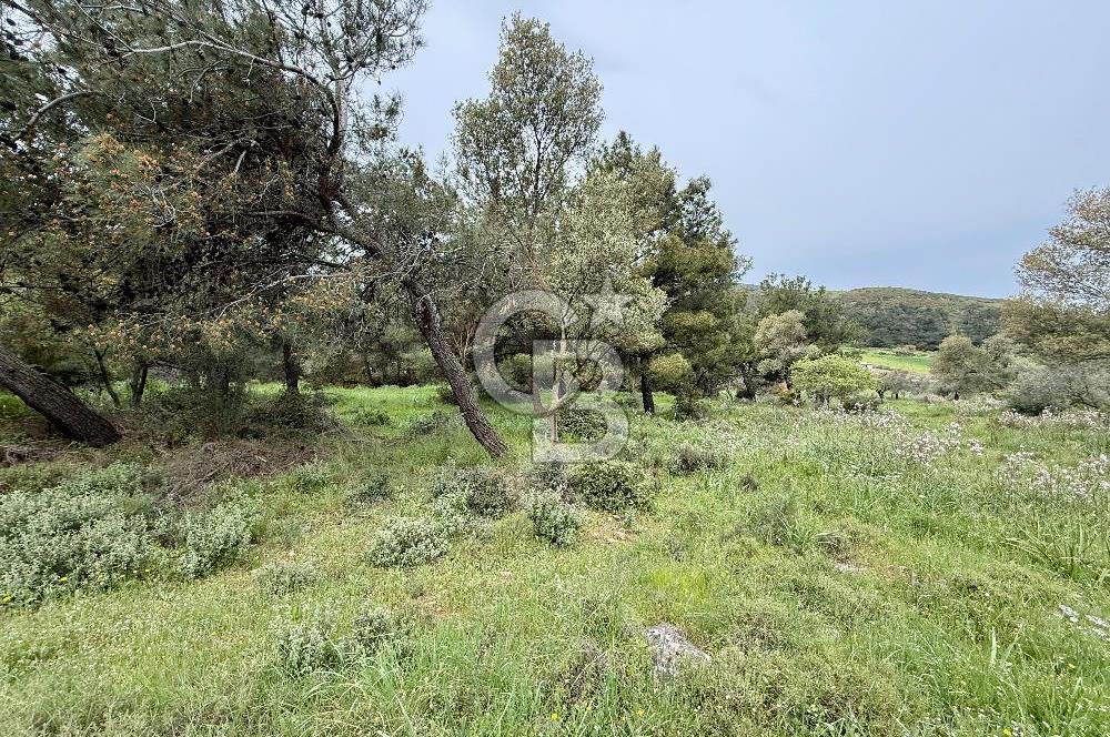 FOÇA YENİKÖY'DE DOĞA İLE İÇ İÇE SATILIK TARLA