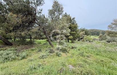 FOÇA YENİKÖY'DE DOĞA İLE İÇ İÇE SATILIK TARLA